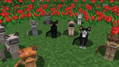 manada de gatos